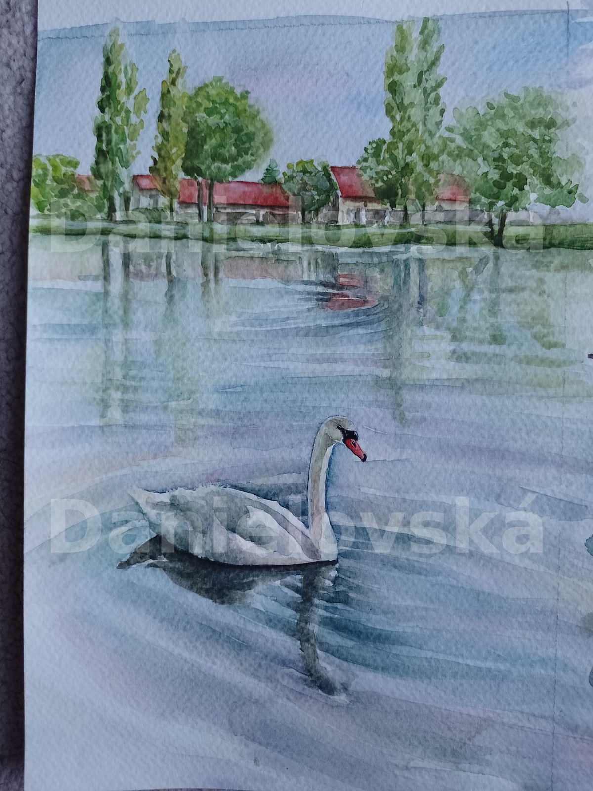 Co dělají zvířátka - léto - labutě na jezeře