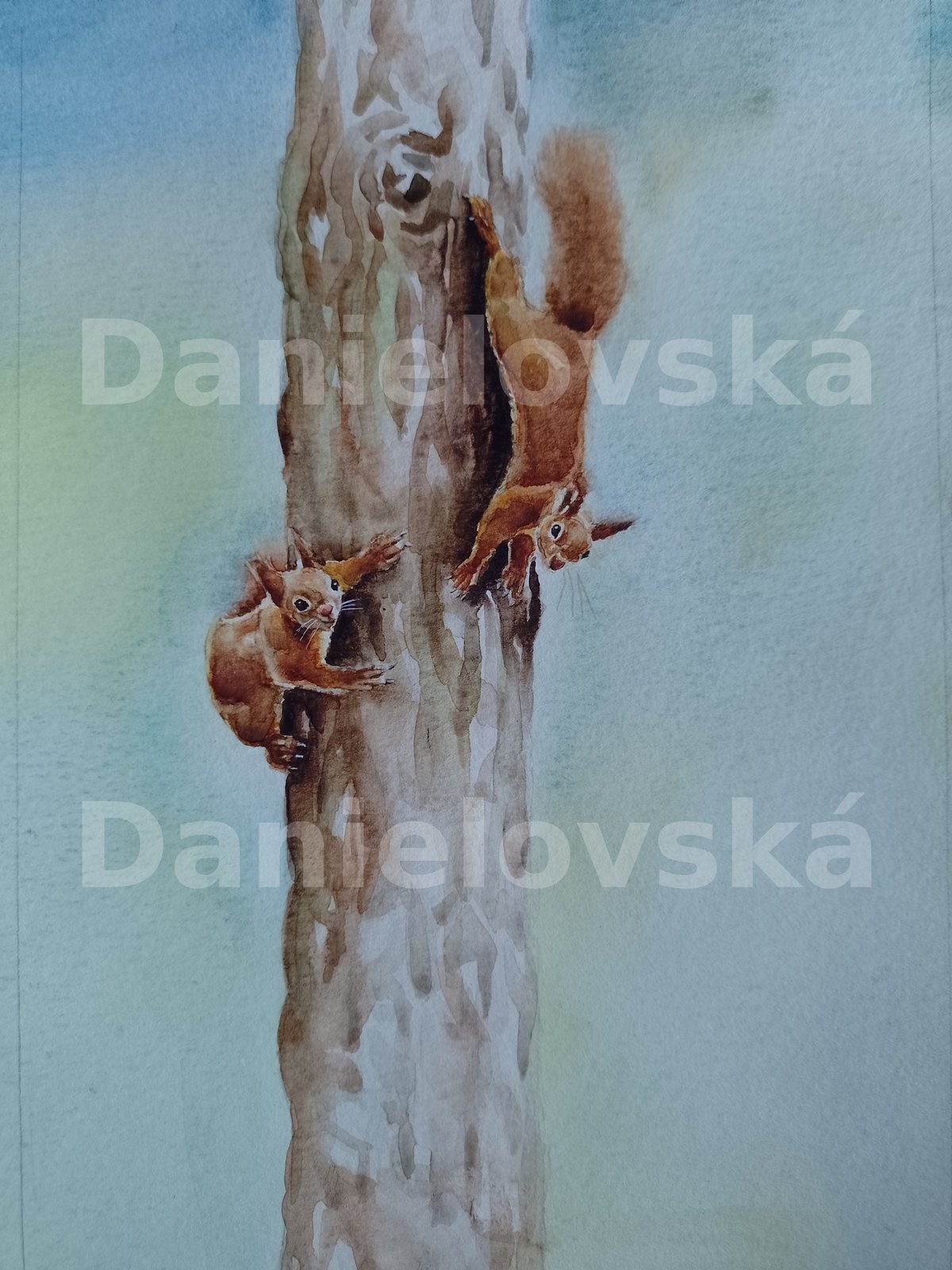 Co dělají zvířátka - zima - veverky